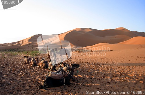 Image of Camels Resting In The Desert