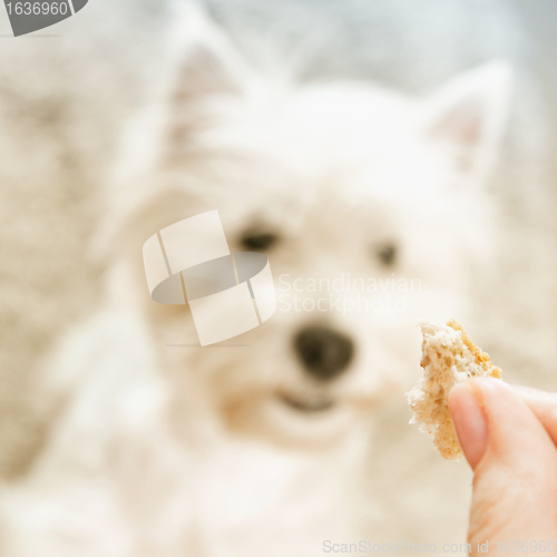 Image of West highland white terrier