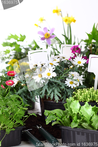 Image of Decorative flowers and vegetable ready for planting