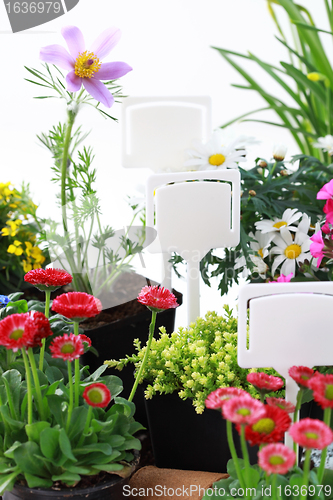 Image of Decorative flowers and vegetable ready for planting