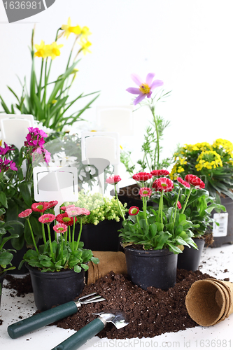 Image of Decorative flowers and vegetable ready for planting