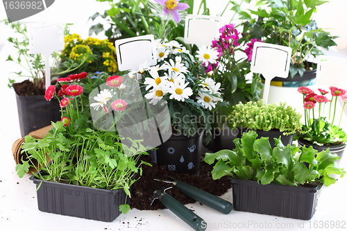 Image of Decorative flowers and vegetable ready for planting