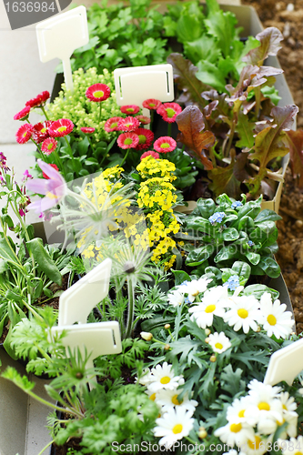 Image of Decorative flowers and vegetable ready for planting