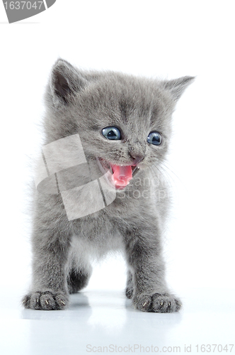 Image of fuuny gray kitten