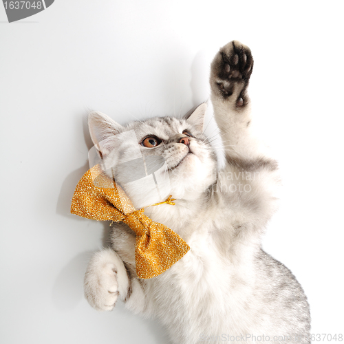 Image of adorable young kitten cat  with bow tie playing