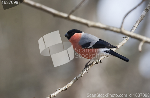 Image of bullfinch