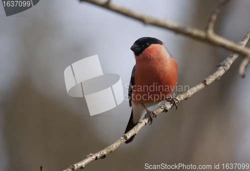 Image of bullfinch