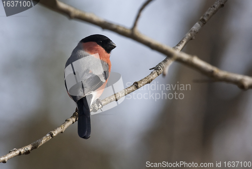 Image of male bullfinch