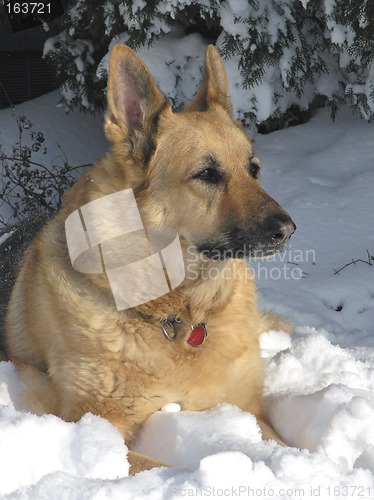 Image of Snow Dog