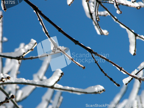 Image of Snow Twigs