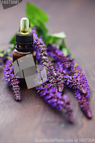 Image of sage essential oil 