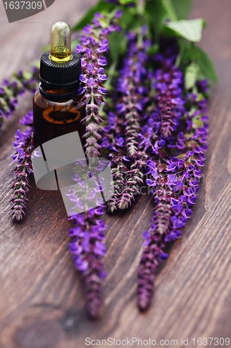 Image of sage essential oil 