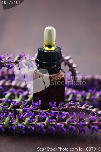 Image of sage essential oil 