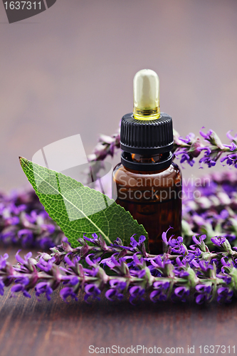 Image of sage essential oil 