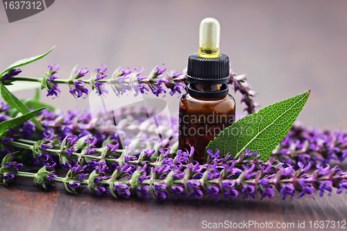 Image of sage essential oil 