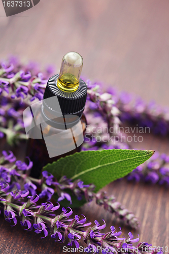 Image of sage essential oil 