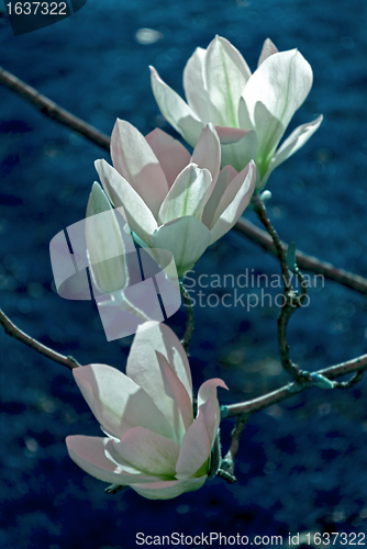 Image of Magnolia