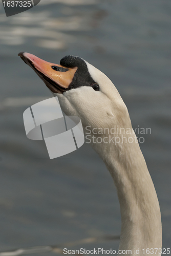 Image of Swan