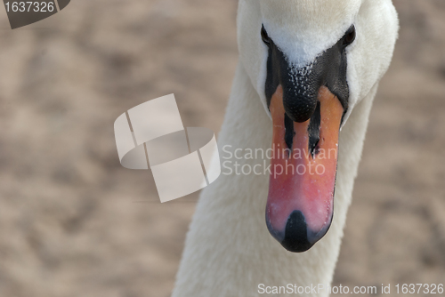 Image of Swan