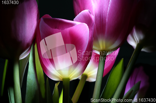 Image of fairy-tale tulips