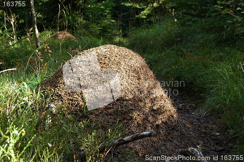 Image of Ant heap