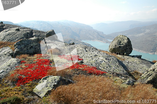 Image of Red heather