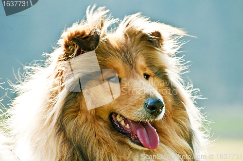 Image of collie