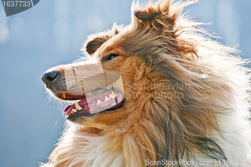 Image of collie