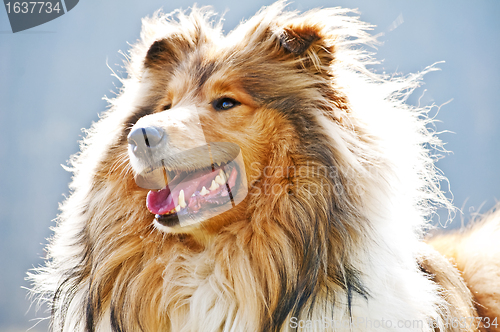 Image of collie