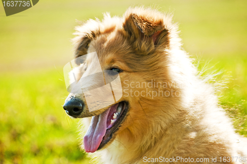 Image of collie whelp