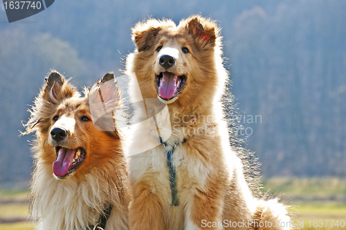 Image of American collie dogs