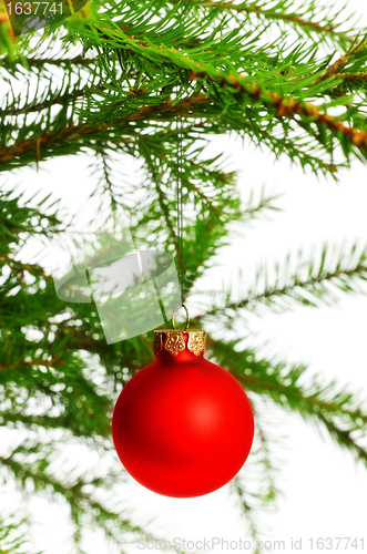 Image of red decoration ball on spruce branch