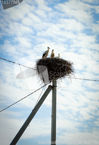 Image of storks in nest
