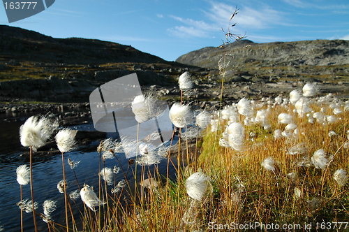 Image of Bog cotton blowing in the wind