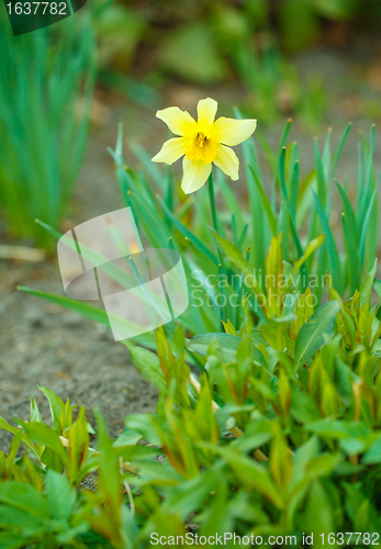 Image of Bright Daffodil