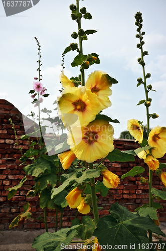 Image of mallow flowers