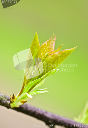 Image of Spring Leaves