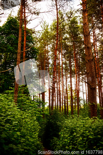 Image of In Pine Forest