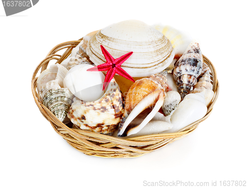 Image of Seashells in Basket