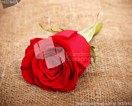 Image of Red Rose