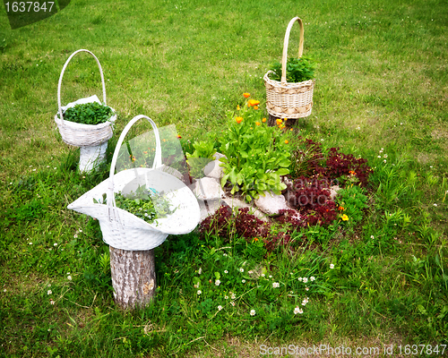 Image of Baskets With Flowers