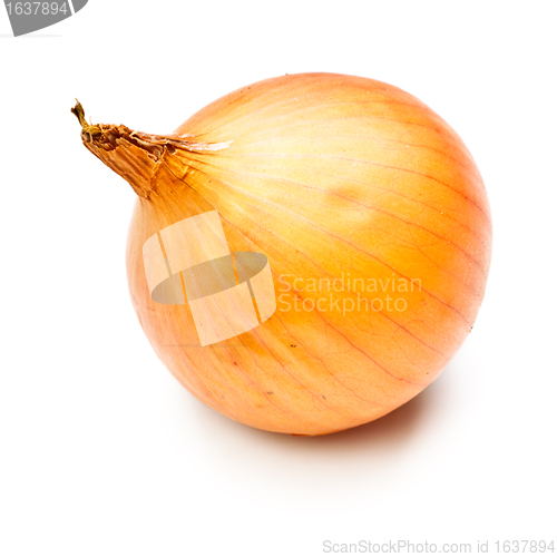 Image of Onion Bulb