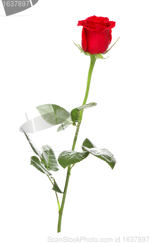 Image of Red Rose