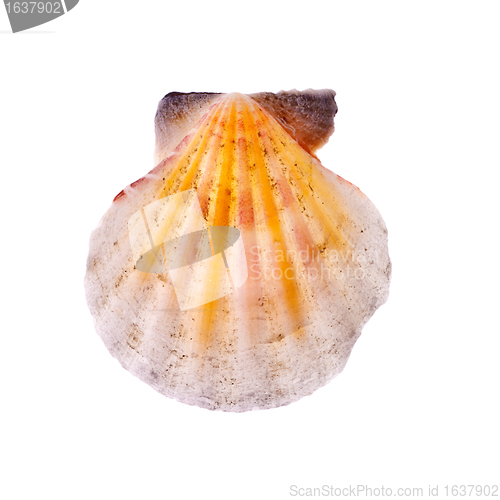 Image of Radial Seashell
