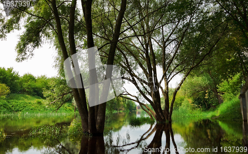 Image of floods in forest