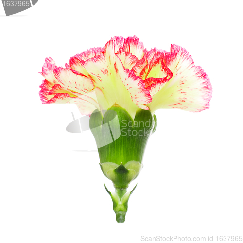 Image of Pink and Yellow Carnation