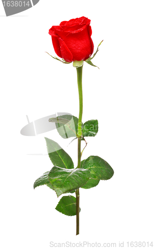 Image of Red Rose