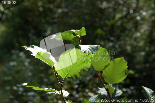 Image of Green leaves in sunlight