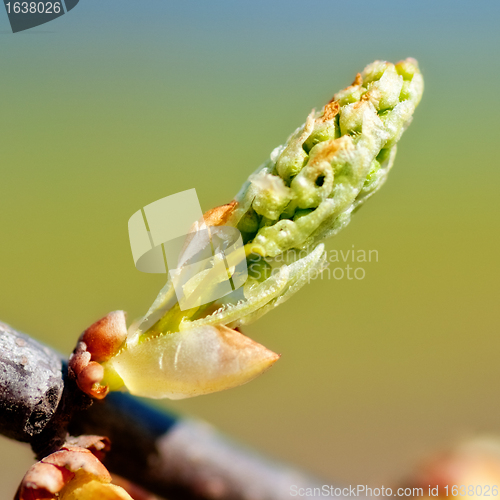 Image of Spring Bud