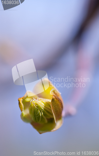 Image of Spring Bud